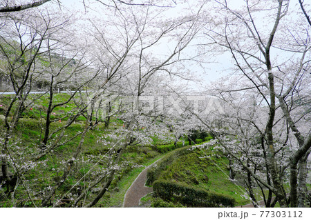 桜の木が生い茂る観音滝公園の風景 桜の木が生い茂る観音滝公園の風景 77303112