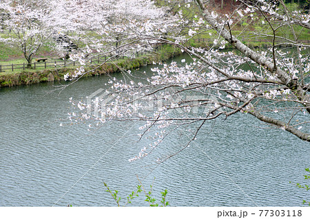 桜の咲く春の公園のイメージ素材 桜の咲く春の公園のイメージ素材 77303118
