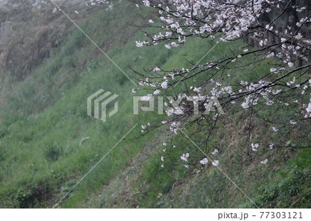 雨の降る桜が咲く土手の景色 雨の降る桜が咲く土手の景色 77303121
