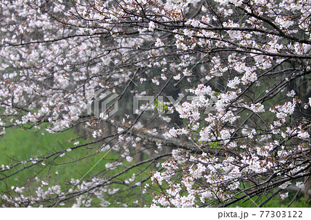 雨が降る遊歩道の桜道 雨が降る遊歩道の桜道 77303122