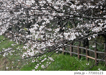 桜の木に雨が舞い降りる静かな時間 桜の木に雨が舞い降りる静かな時間 77303123