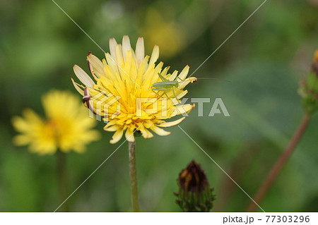 日本在来のタンポポ、カントウタンポポ 77303296