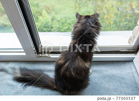 Domestic long-haired three-color orange-black-and-white cat is sitting near open window with mesh and looking out it. Favorite pets. Rear view and view from above. Horizontal orientation. Domestic long-haired three-color orange-black-and-white cat is sitting near open window with mesh and looking out it. Favorite pets. Rear view and view from above. Horizontal orientation. 77303537