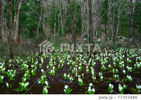 岩手県西和賀　蛭山水芭蕉群生地 77303886