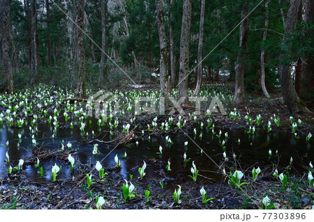 岩手県西和賀　蛭山水芭蕉群生地 77303896