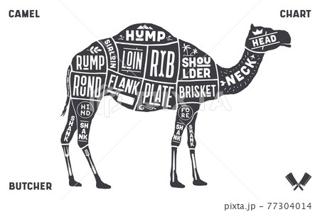 Camel, dromedary. Scheme, diagram, chart pork, butcher guide 77304014