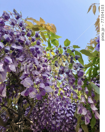 藤の花（ウィステリア＆ブロッサム）　　　　○○○ Wisteria flowers ○○○ 77304103