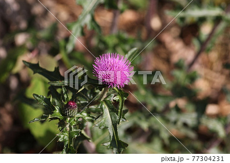 初夏から夏にかけ野に咲く大きい紫の花、ノアザミ 77304231