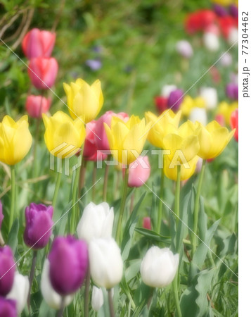 春のチューリップ 春のチューリップ 77304462