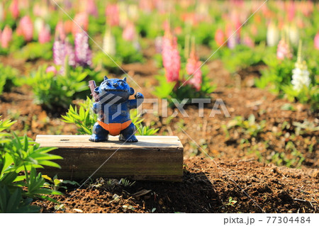 ルピナスが咲く庭にたたずむ青鬼（日本 広島県） 77304484