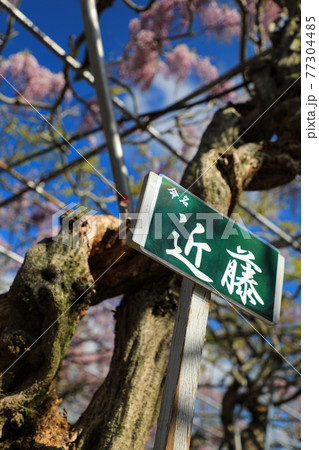 藤に由来のある苗字 近藤 日本 広島県 の写真素材