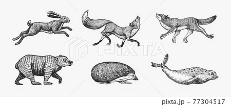 Forest animals. Bear Grizzly, Wolf and red Fox, Hare and Hedgehog and Seal. Jumping and Flying 77304517