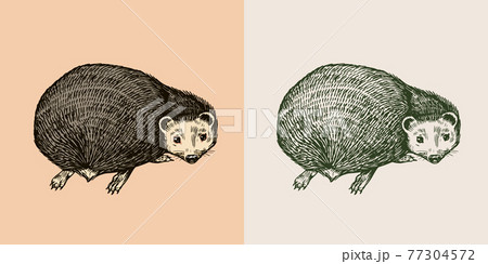 Hedgehog looks back. Spiny forest animal. Prickly creature. Vector Engraved hand drawn Vintage Hedgehog looks back. Spiny forest animal. Prickly creature. Vector Engraved hand drawn Vintage 77304572
