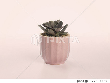 succulent plant cactus pots. succulent plant cactus pots. 77304785