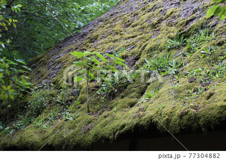 植物の生えた、古い茅葺き屋根 77304882