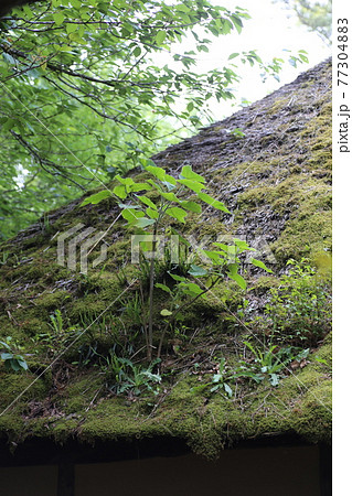 植物の生えた、古い茅葺き屋根 77304883