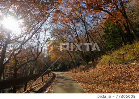 Hiking road of Mt Mikamo yama in Sano, Tochigi, Japan. December 18, 2020. 77305008