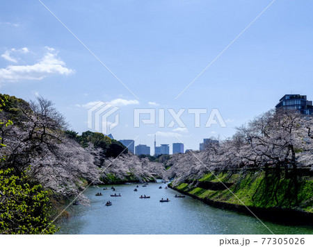 東京・千鳥ヶ淵の桜 77305026