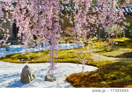 京都 高台寺のしだれ桜 京都 高台寺のしだれ桜 77305093