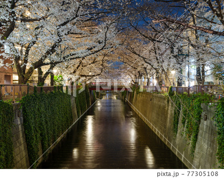 東京・目黒川の桜・夜 77305108