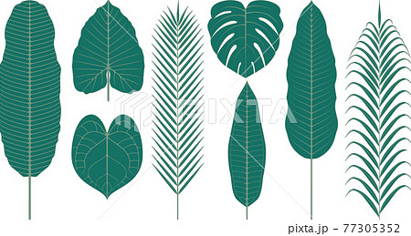 熱帯植物の葉 ベクターイラストのイラスト素材