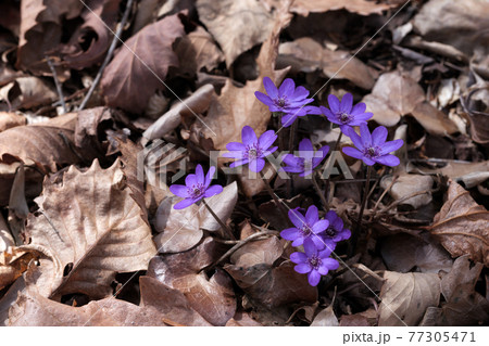 鮮やかな紫色の花をつけたミスミソウの写真素材