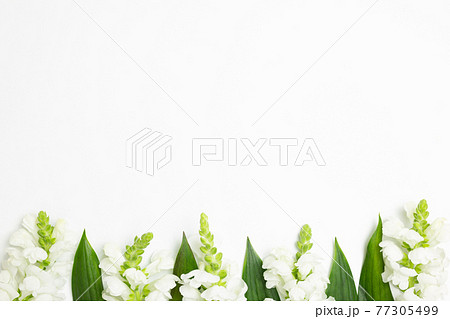 White snapdragon flowers on white background. flat lay, top view, copy space 77305499