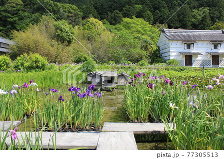 加茂荘花鳥園 お蔵と菖蒲 77305513