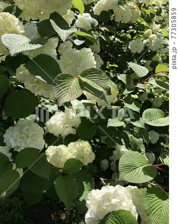 大手毬(オオデマリ) ~・Japanese snowball・~ 大手毬(オオデマリ) ~・Japanese snowball・~ 77305859