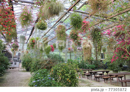 加茂荘花鳥園 展示温室 77305872