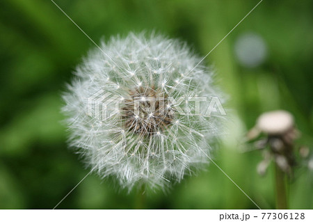 タンポポの綿毛 タンポポの綿毛 77306128