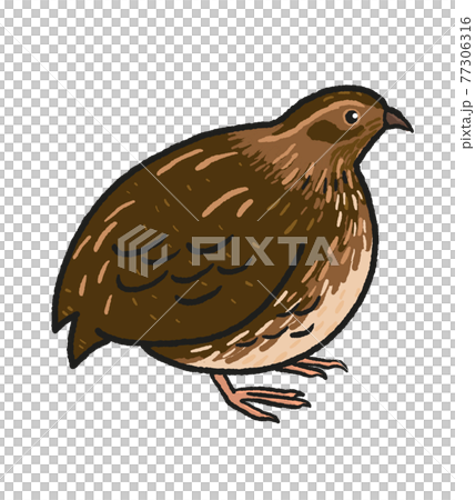 鵪鶉圖 77306316