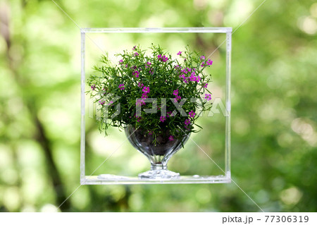森で透明なフラワーフレームと器にかすみ草の花を飾る 77306319