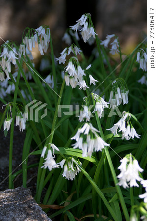 ミツカドネギ 77306417