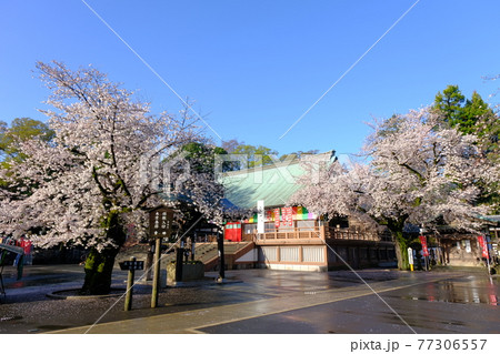 小江戸川越の春 喜多院の満開の桜 小江戸川越の春 喜多院の満開の桜 77306557