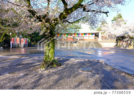 小江戸川越の春　喜多院の満開の桜 77306559