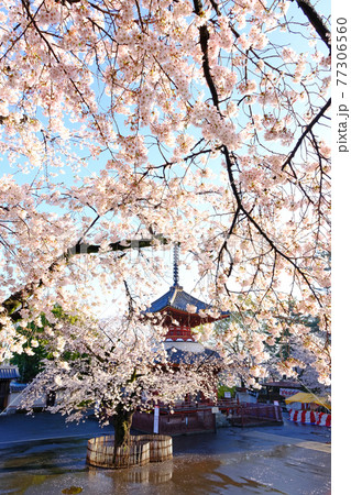 小江戸川越の春 喜多院の満開の桜 小江戸川越の春 喜多院の満開の桜 77306560