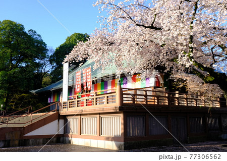小江戸川越の春 喜多院の満開の桜 小江戸川越の春 喜多院の満開の桜 77306562