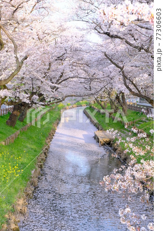 小江戸川越の春　満開の桜が囲む新河岸川 77306603