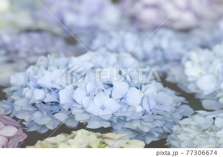 水面に紫陽花の花が浮かんでいます。 水面に紫陽花の花が浮かんでいます。 77306674