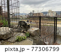 近所のにゃんこ 77306799