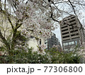 桜の満開 77306800