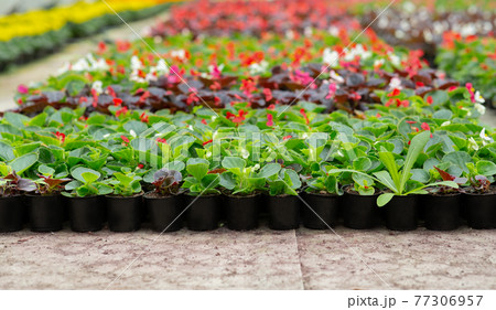 Planting season, modern smart greenhouse and farm for business 77306957