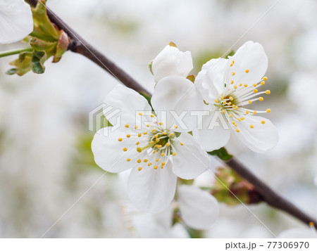 Branch of cherry tree in the period of spring flowering. Branch of cherry tree in the period of spring flowering. 77306970