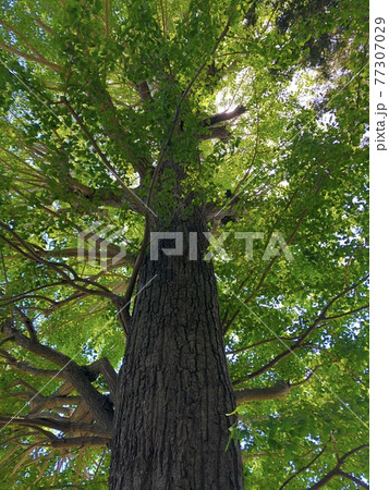 銀杏の大樹　　　　　　 ― ginkgo tree ― 77307029