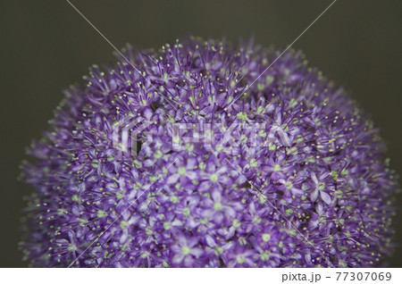 アリウム ギガンチウムの紫色の花が咲いています 学名はallium Giganteumです の写真素材