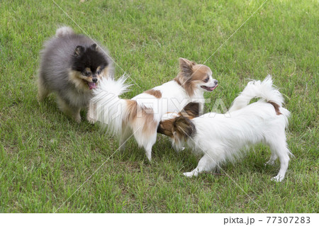 Three puppies are playing in the summer park. Pets 77307283