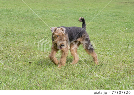 Airedale terrier is walking on a green grass. 77307320