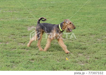 Cute airedale terrier is running on a green grass. Cute airedale terrier is running on a green grass. 77307332