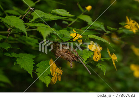 ヤマブキについているクスサンの繭 77307632